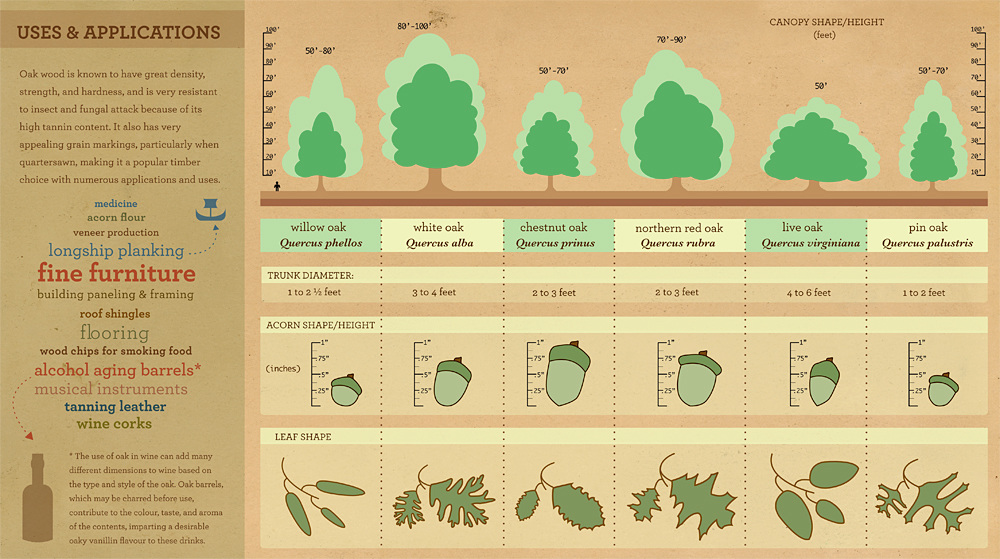 List Of Canopy Trees _ Canopy (biology) – GDAY